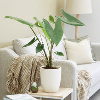 Alocasia zebrina - Bakker