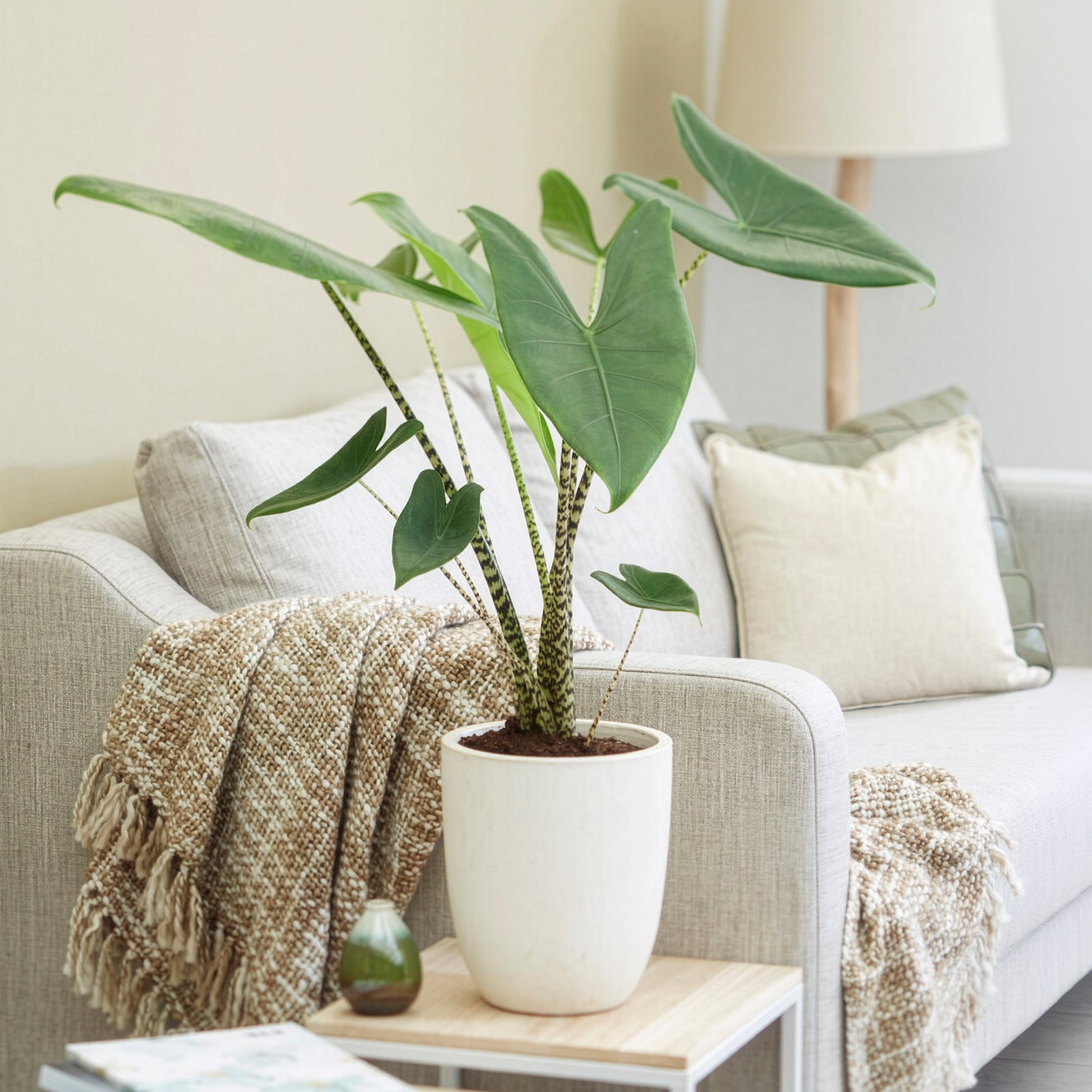 Alocasia zebrina - Bakker