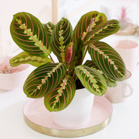 Maranta leuconeura fascinator