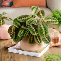 Maranta leuconeura fascinator - Bakker