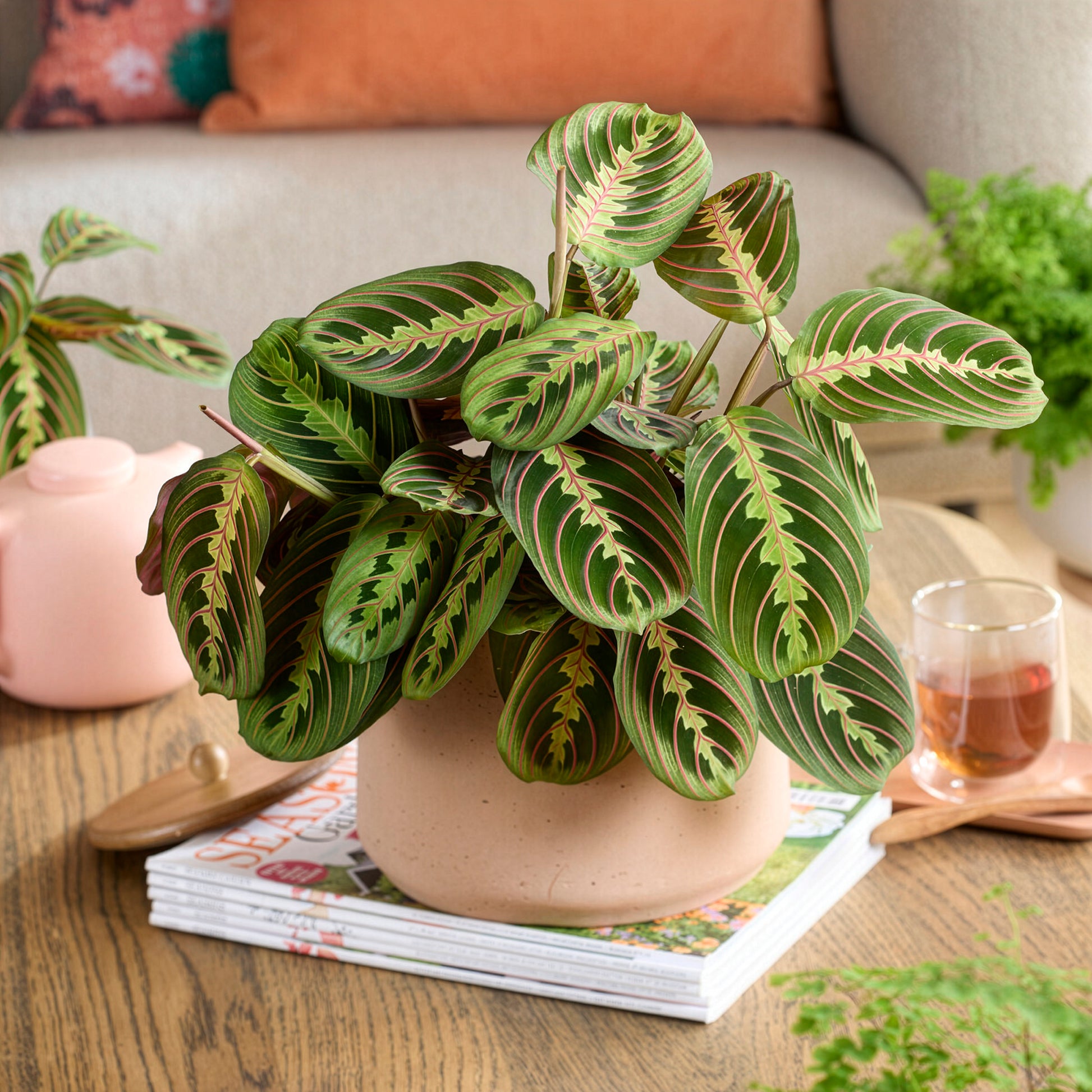 Maranta leuconeura fascinator - Bakker