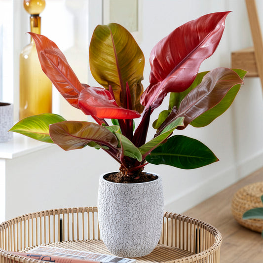 Philodendron Prince of Orange