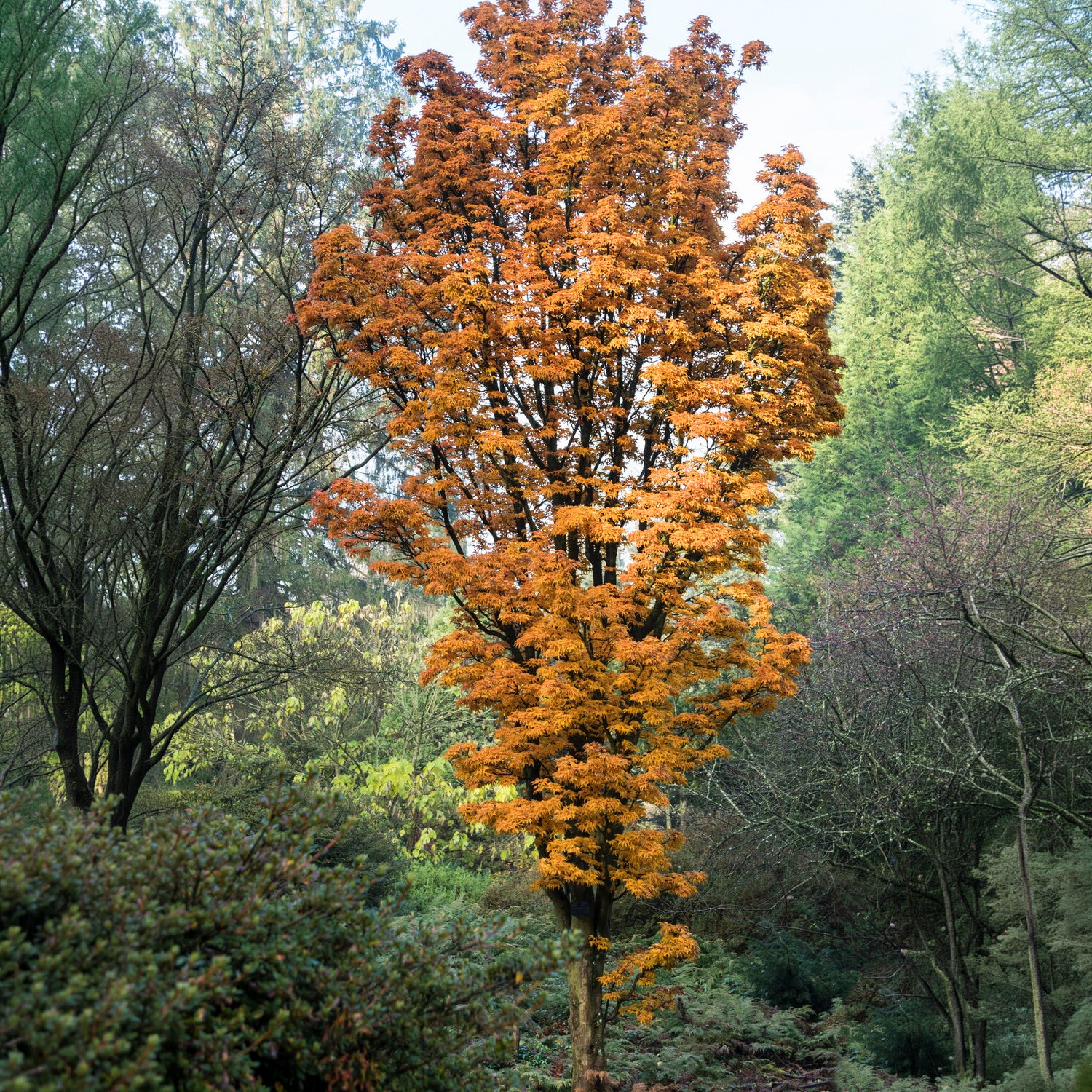 Érable du Japon Shishigashira - Acer palmatum Shishigashira - Bakker