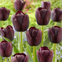 Tulipa Queen of Night - Tulipe Queen of Night - Bulbes de Tulipe