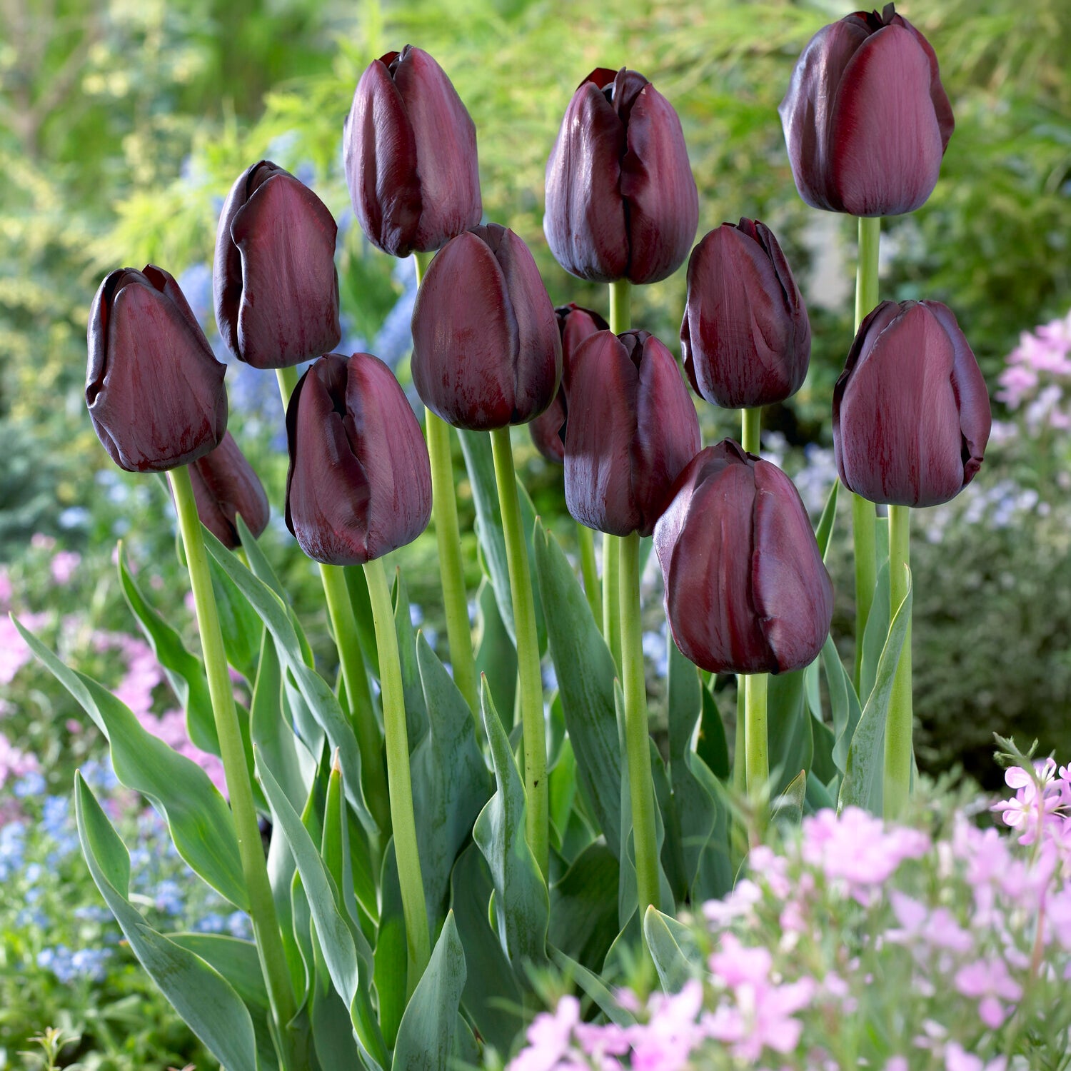 Tulipe Queen of Night - Tulipa Queen of Night - Bakker