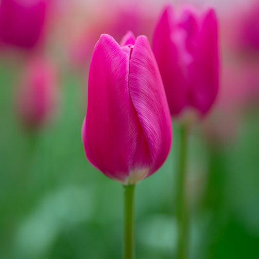 Tulipe triomphe Ardour - Bakker