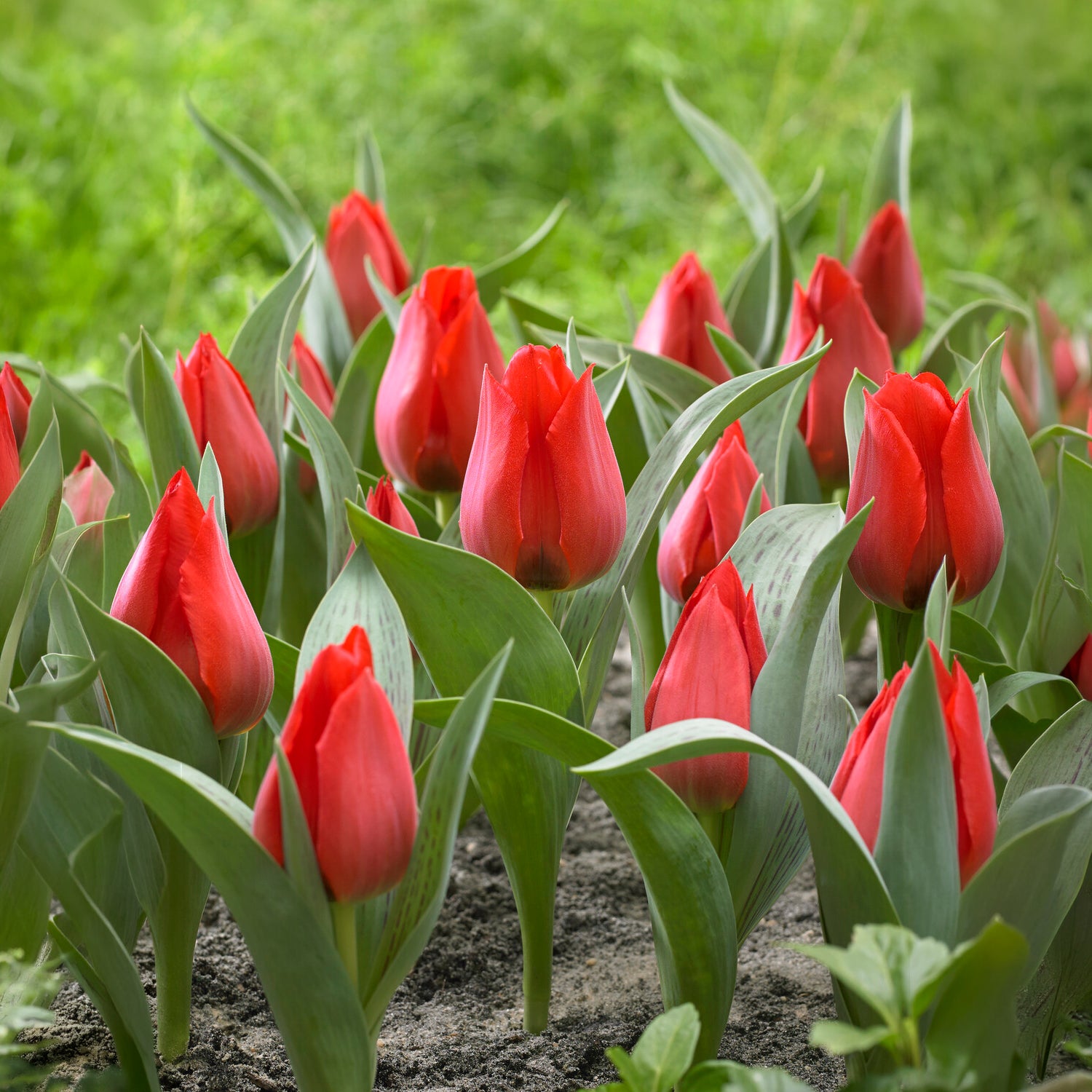Tulipe  Jules César - Tulipa greigii Julius Caesar - Bakker