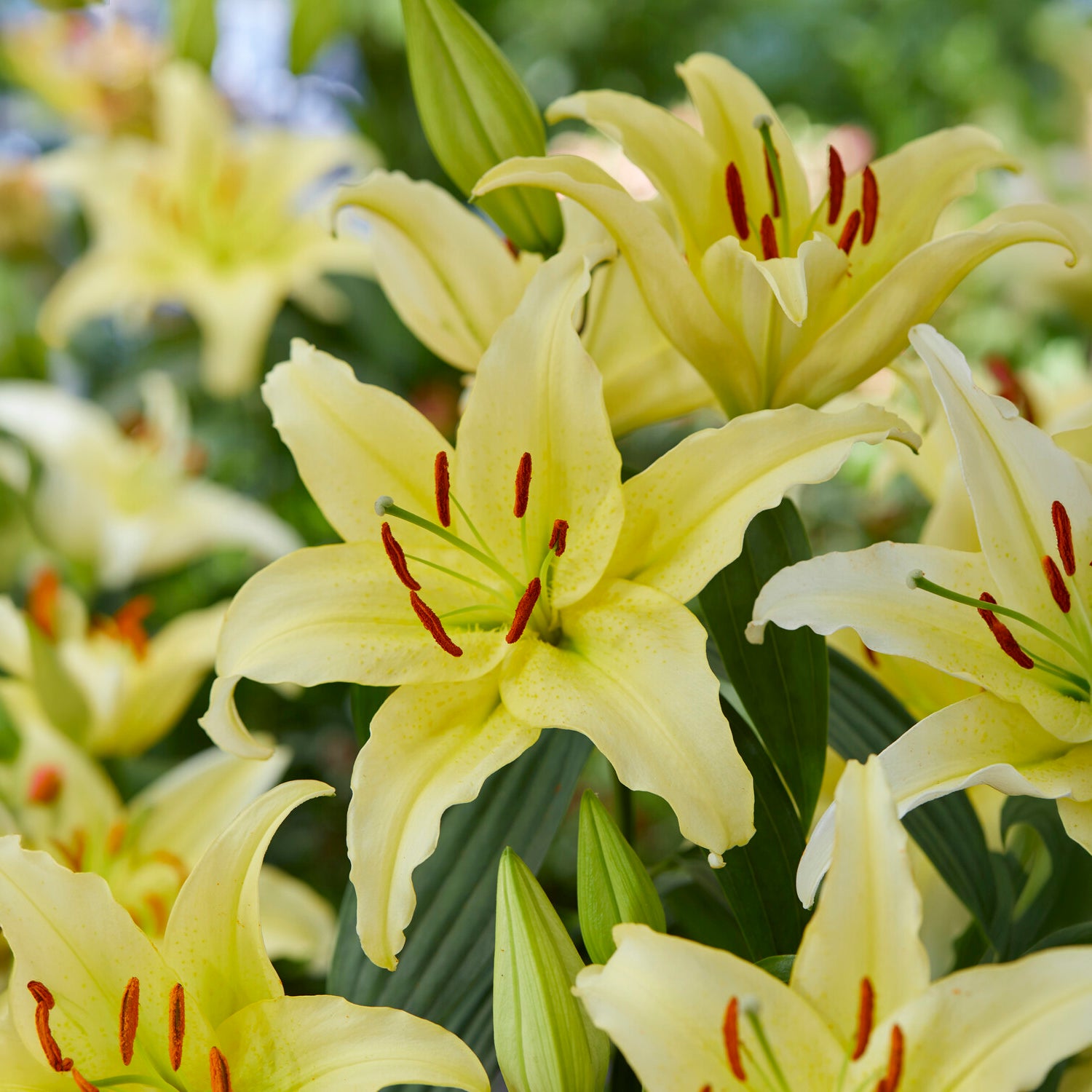 Trio de lis orientaux parfumés - Lilium orientalis Dizzy, Muscadet, Gold Party - Bakker