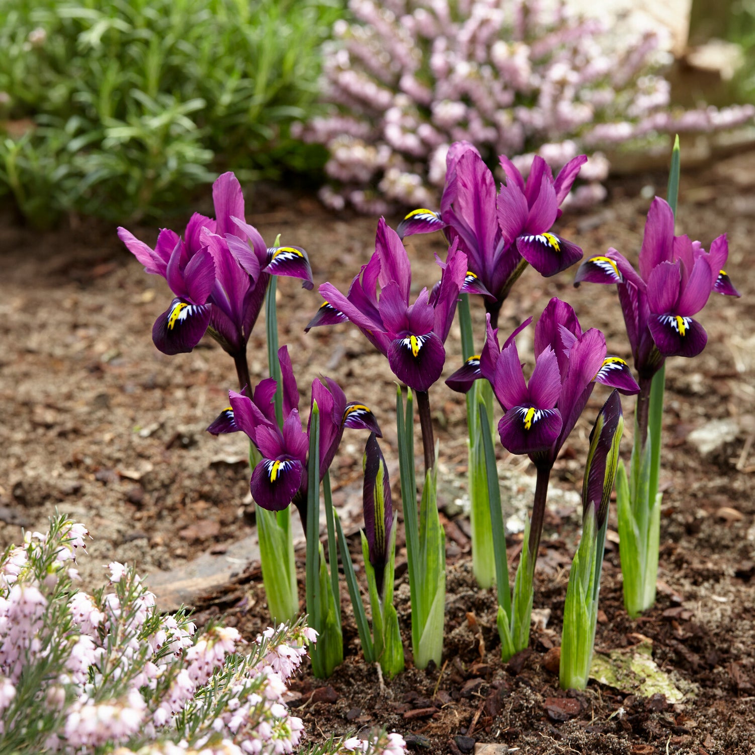Vente 50 bulbes mellifères mauves et blancs  - Crocus Flower Record, Muscari ameniacum, Iris Purple Hill, Hyacinth Woodstock, Scilla siberica alba