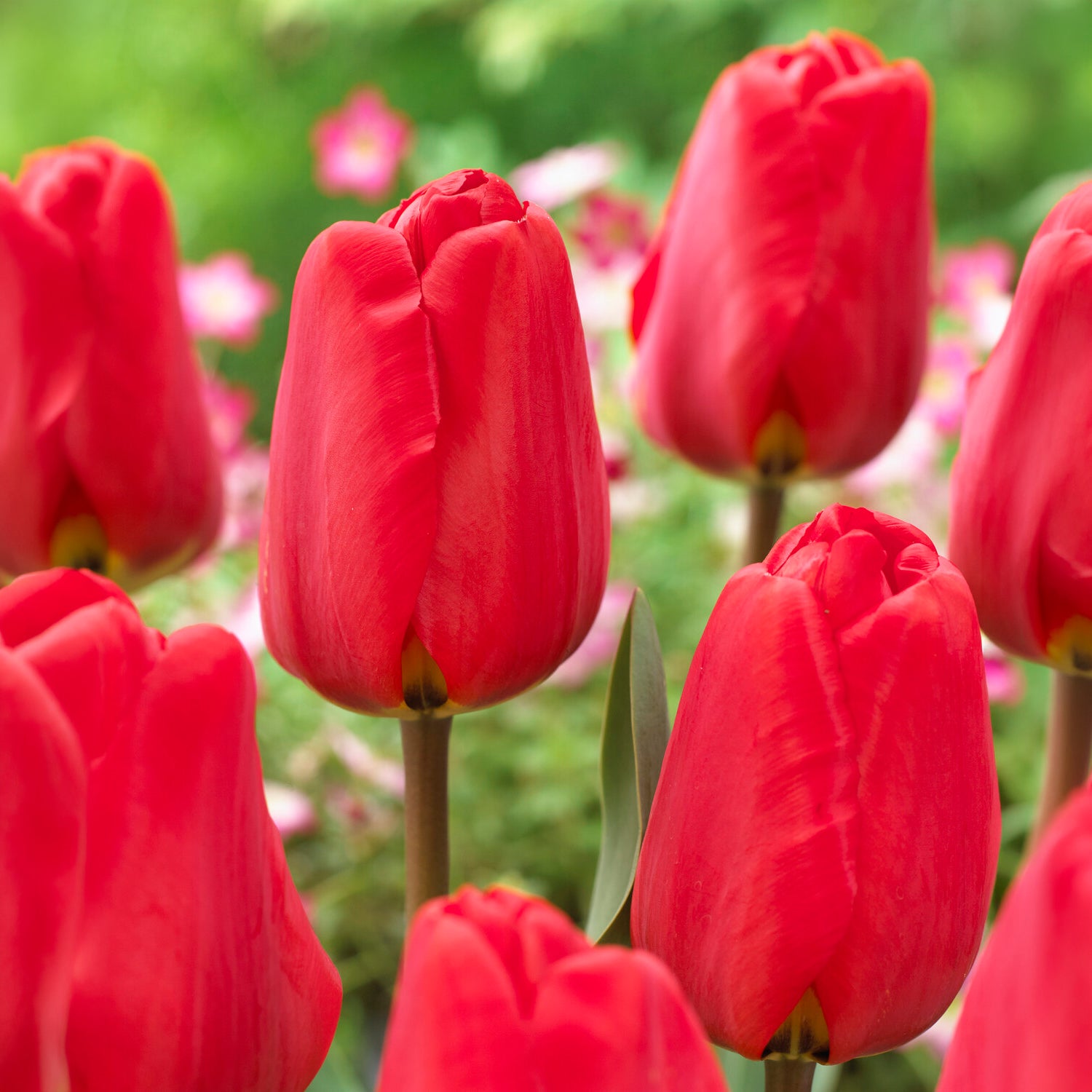 Mélange de bulbes - Bulbes de printemps pour massif rouge et blanc  - Narcissus Ice Follies, Pusckina alba, Tulipa Apeldoorn, Exotic Emperor, Seadov