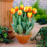 Mélange de bulbes - Bulbes de printemps pour massif jaune et orange  - Tulipa Orange Breeze, Blushing Apeldorn, Appeldorn's Elite, Narcissus Martinette