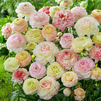 15 renoncules pastels  - Ranunculus - Bakker