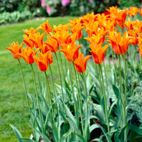 Tulipa Ballerina - Tulipe Ballerina - Bulbes de Tulipe