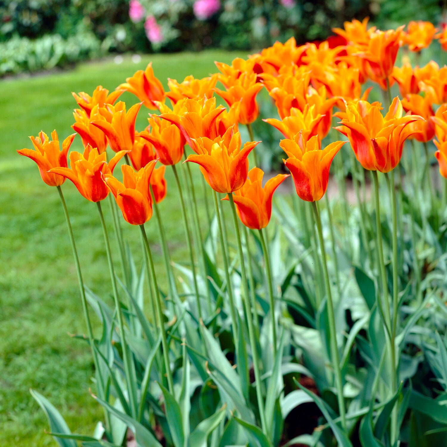 Tulipa Ballerina - Tulipe Ballerina - Bulbes de Tulipe