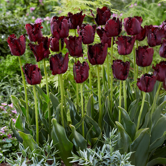Tulipe Black Parrot - Bakker