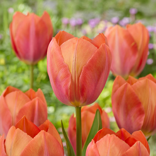 Tulipe Darwin Apricot van Eijk - Bakker