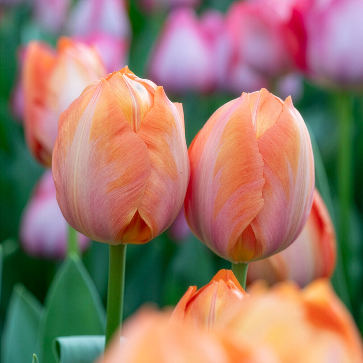 Tulipe Darwin Apricot van Eijk - Tulipa Apricot van Eijk - Bakker