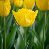 Tulipe double hâtive Marie Jo - Tulipa Marie Jo - Bakker