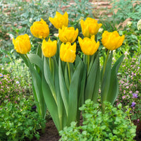 Tulipa Marie Jo - Tulipe double hâtive Marie Jo - Bulbes de Tulipe