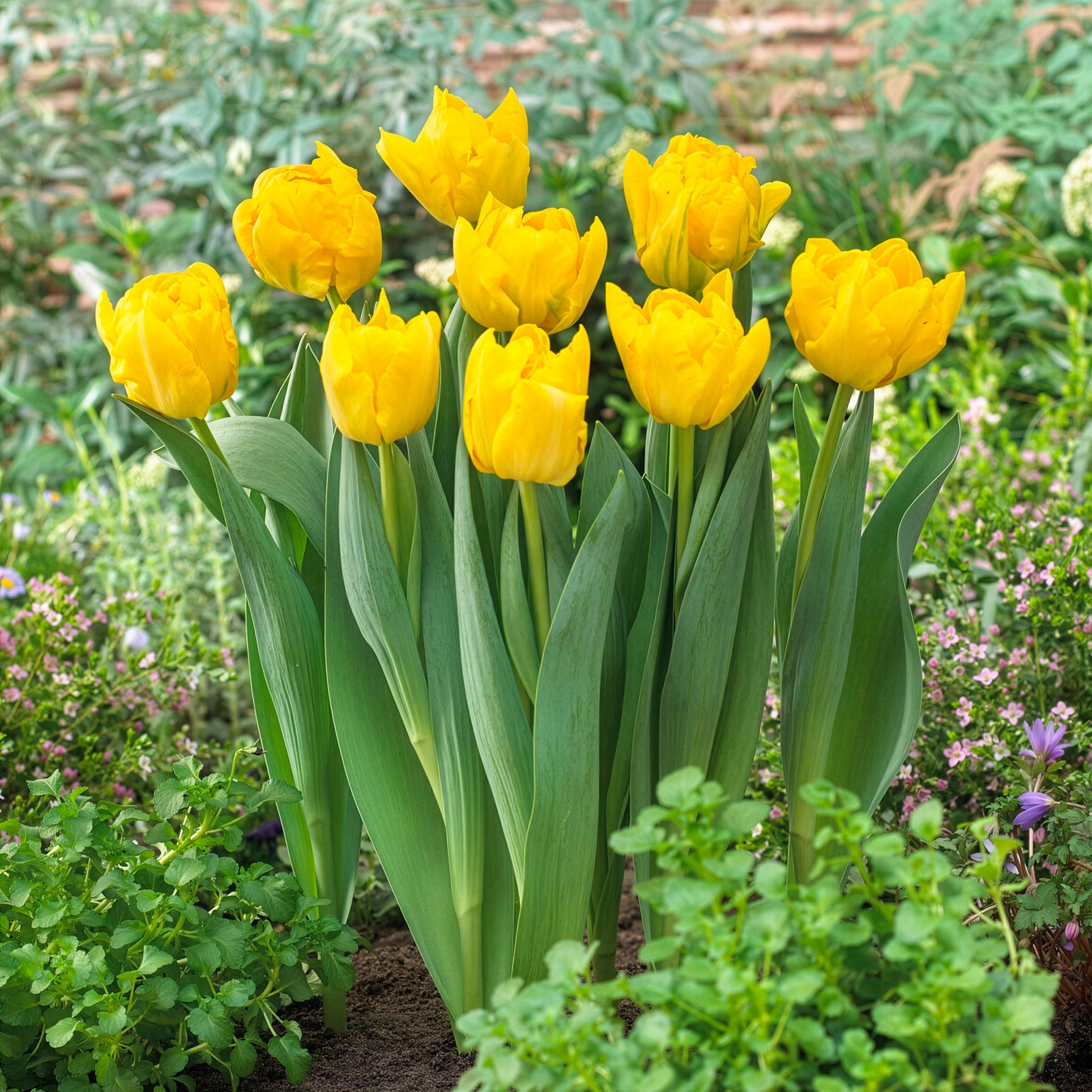 Tulipa Marie Jo - Tulipe double hâtive Marie Jo - Bulbes de Tulipe