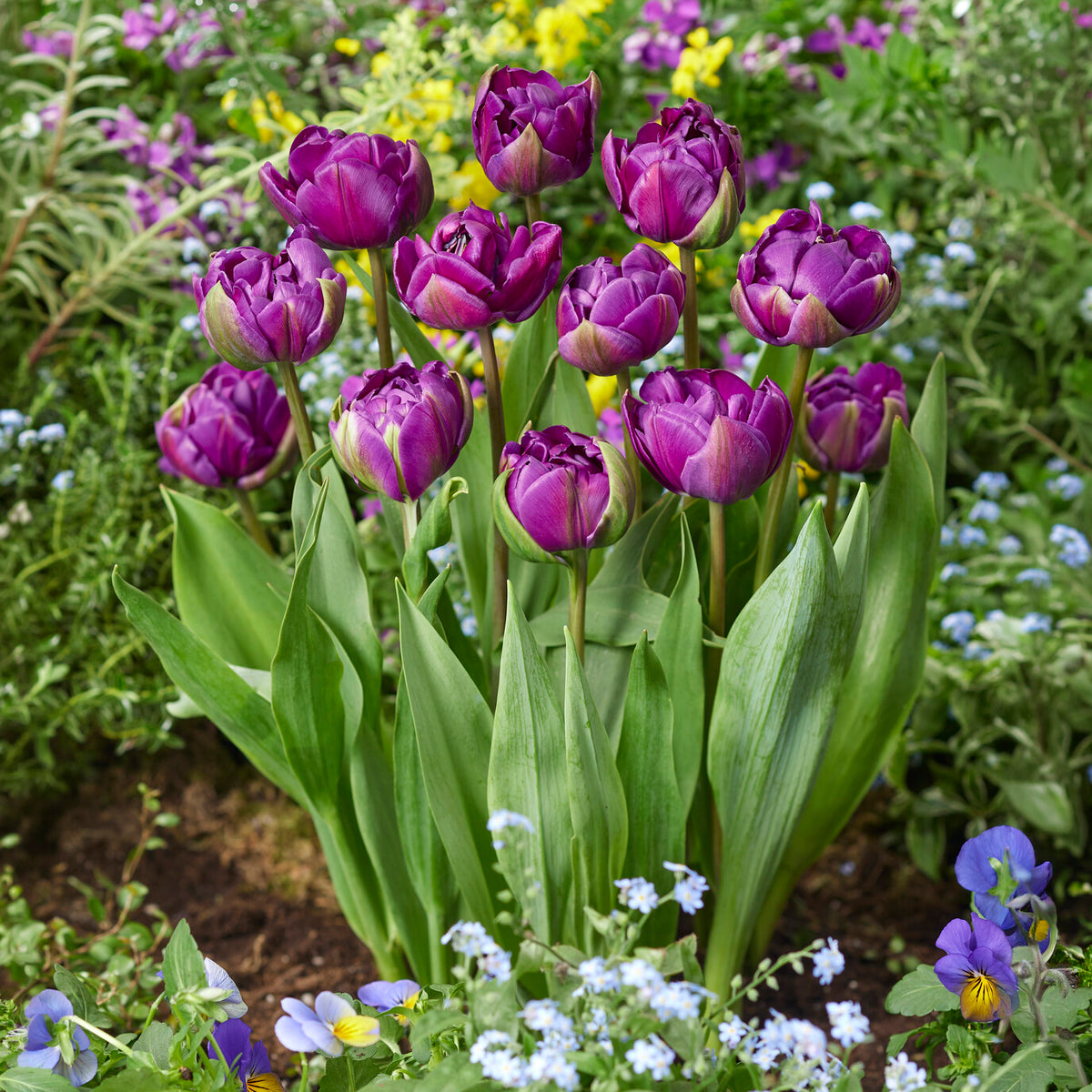 Tulipe Negrita - Tulipa Negrita - Bakker