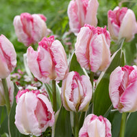 Tulipe Parrot Pink Vision - Tulipa Pink Vision - Bakker