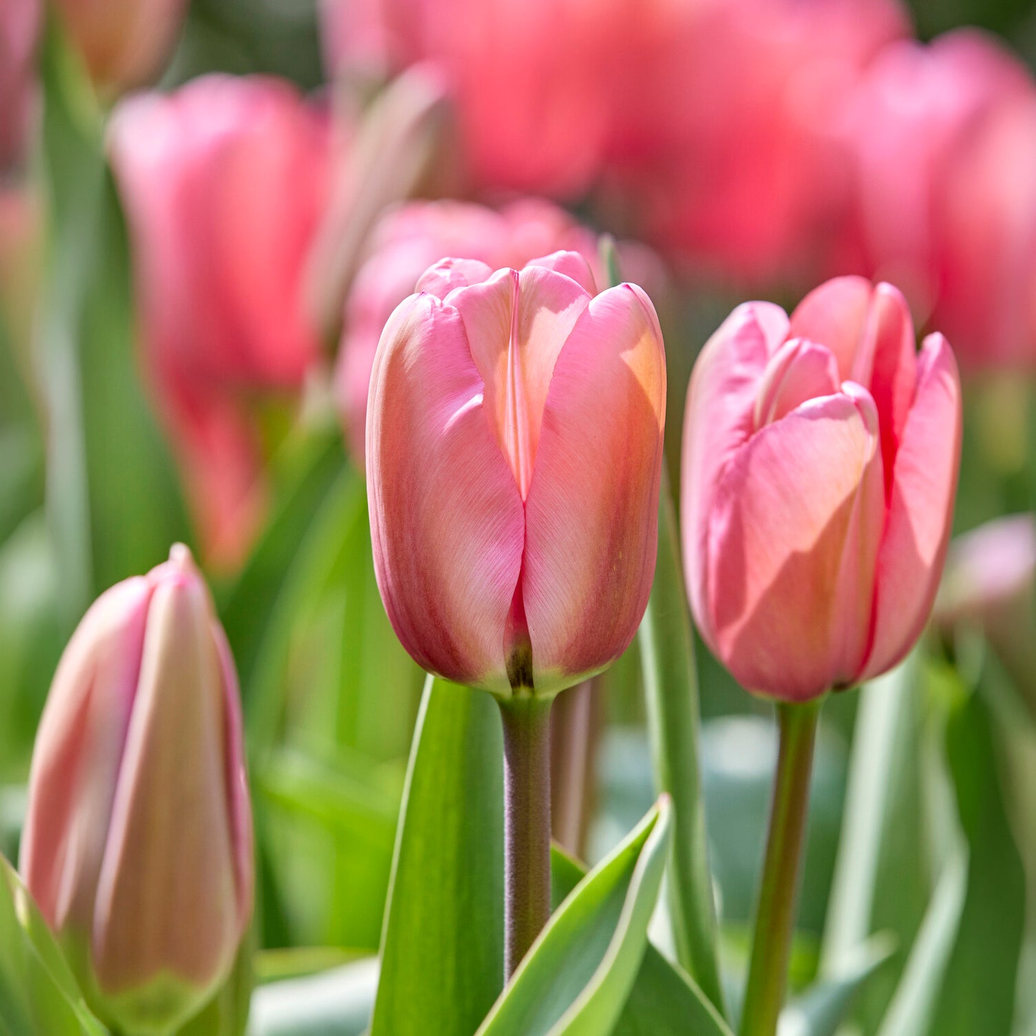 Tulipe Pink Impression - Tulipa Pink Impression - Bakker