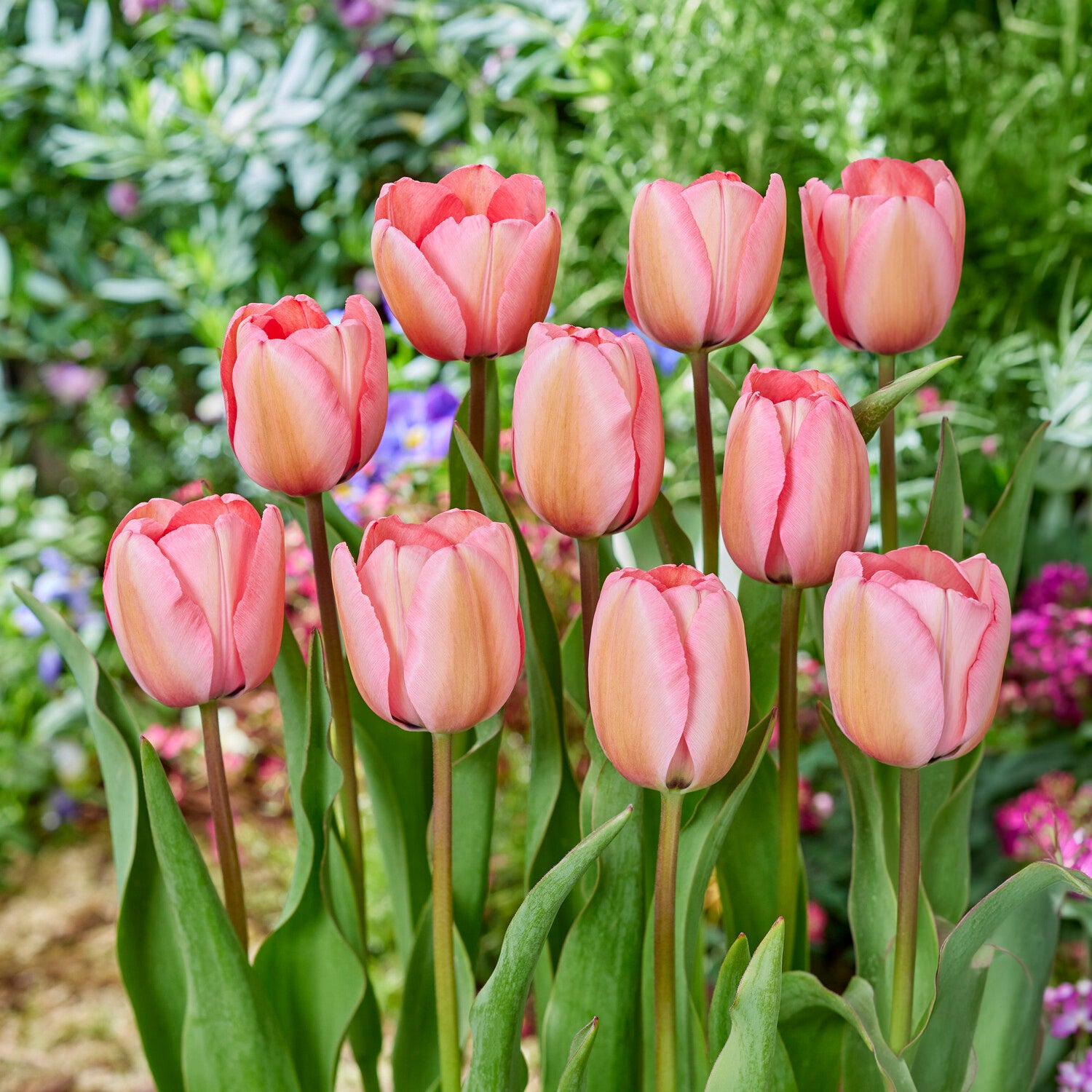 Tulipa Pink Impression - Tulipe Pink Impression - Bulbes de Tulipe