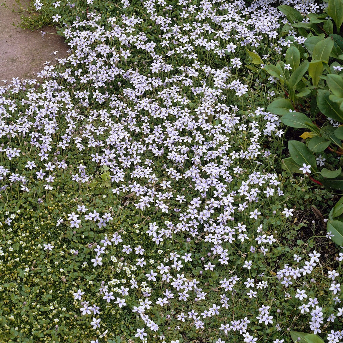 Bakker - 3 Étoiles bleues tapissantes - Isotoma fluviatilis - Plantes vivaces