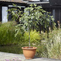 Figuier sur tige - Ficus carica Brown Turkey - Bakker