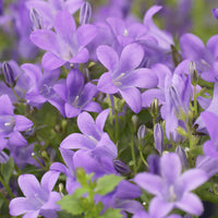 Vente 3 Campanules des murailles - Campanula portenschlagiana