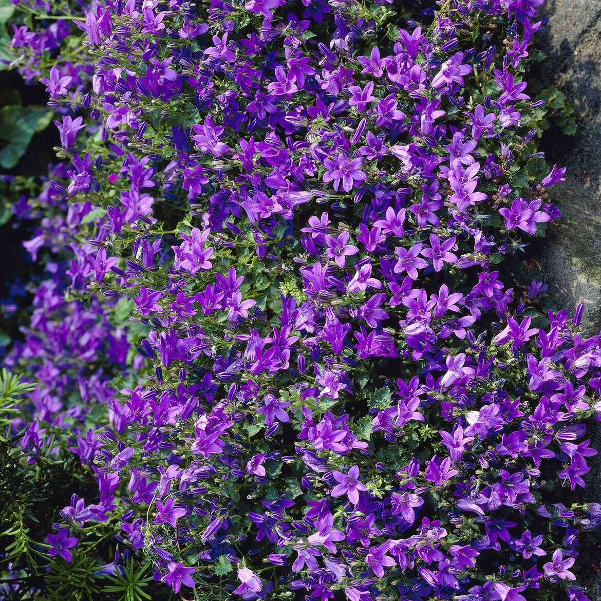 Campanula portenschlagiana - Campanule de Portenschlag