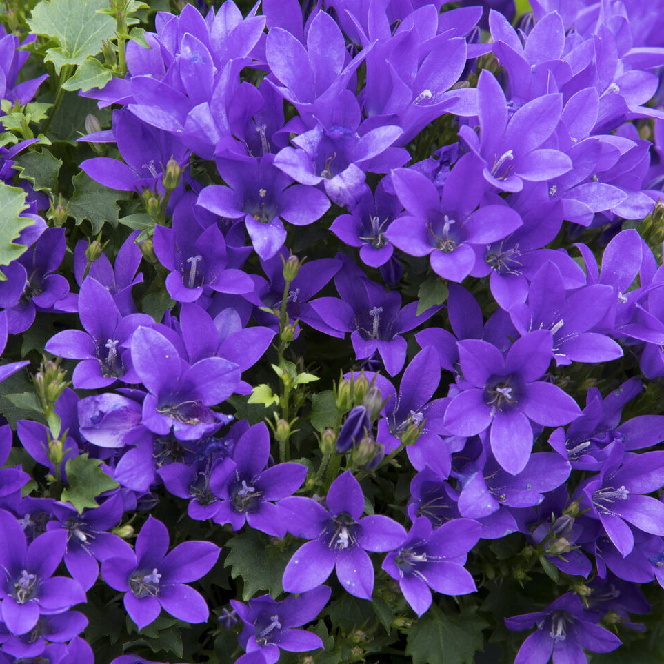 Campanula portenschlagiana - Campanule des murailles - Campanules