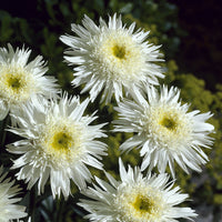 Vente Marguerite 'Wirral Supreme' - Leucanthemum superbum Wirral Supreme