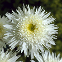 Leucanthemum - Marguerite - Marguerite 'Wirral Supreme' - Leucanthemum superbum Wirral Supreme