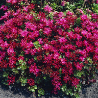Sedum spurium Schorbuser - Sedum spurium Schorbuser Blut - Bakker