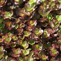 - Sedum spurium Schorbuser - Sedum spurium Schorbuser Blut