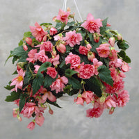 Bégonia retombant rose - Bakker