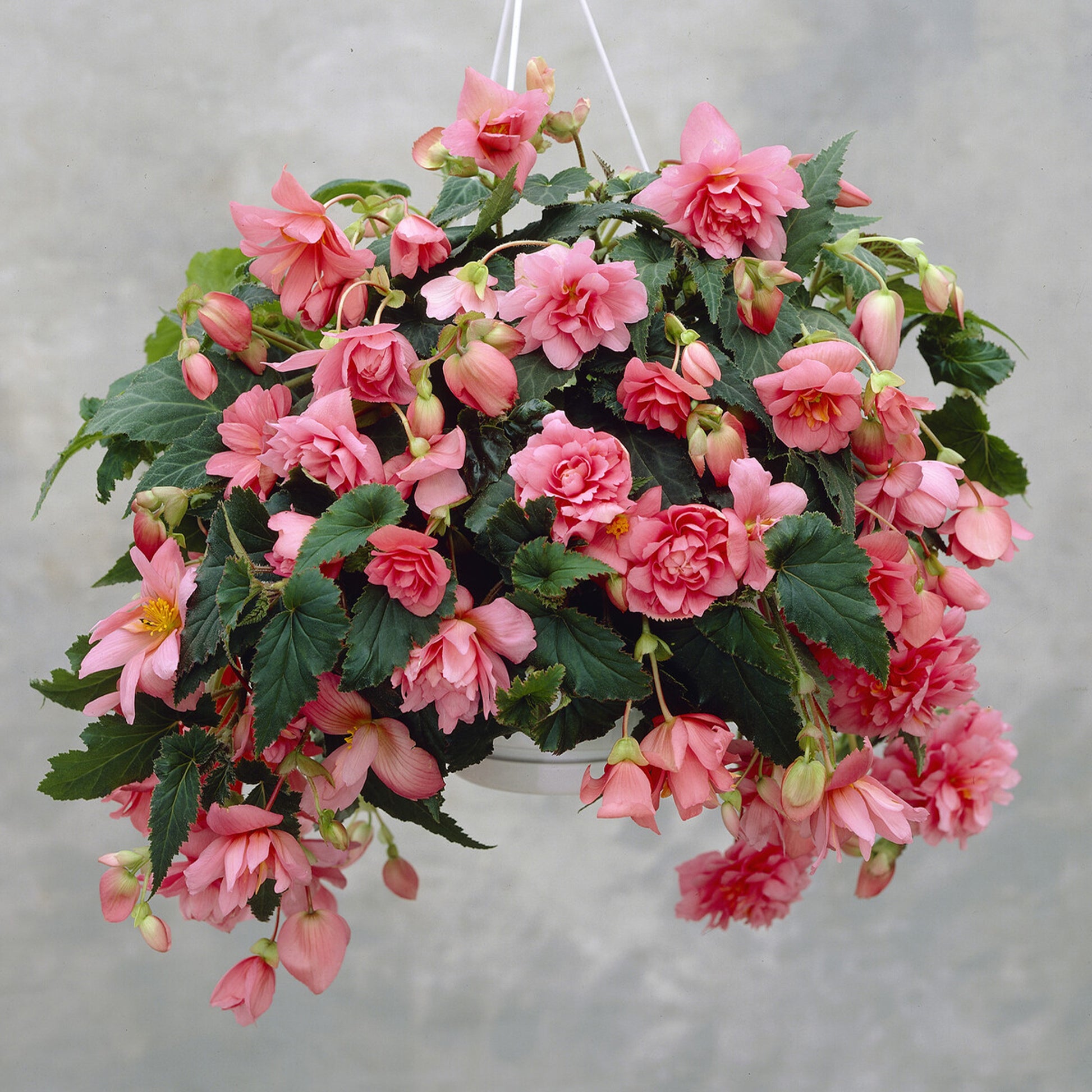 Bégonia retombant rose - Bakker