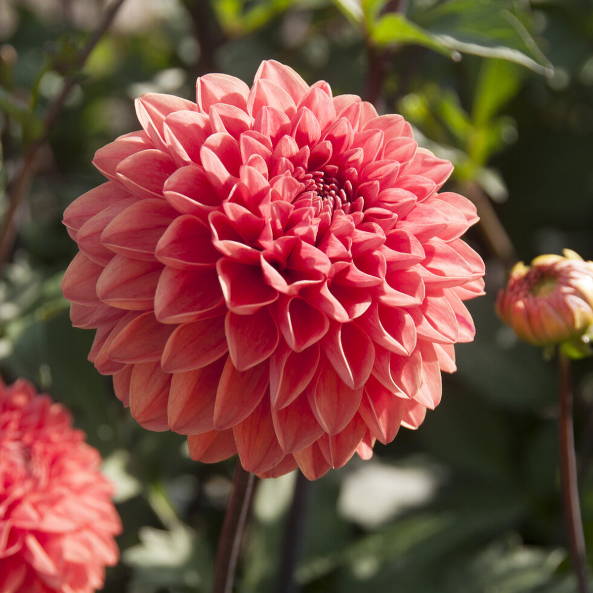 Dahlia Blitzer - Dahlia Blitzer - Bakker