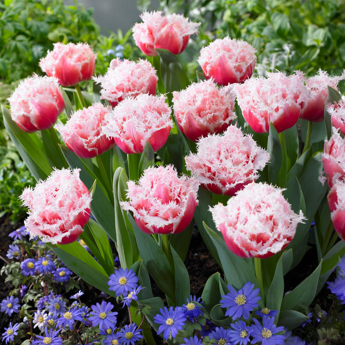 5 Tulipes doubles frangées Queensland