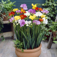 Freesia - 25 Freesias à fleurs doubles en mélange - Bulbes de Freesia