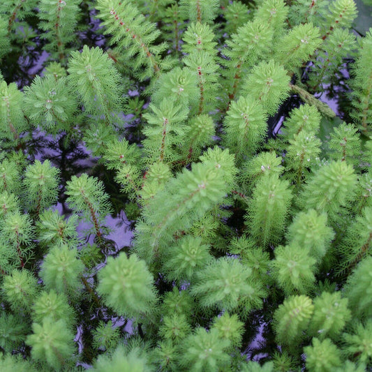 Myriophyllum 'Red Stem' - Bakker