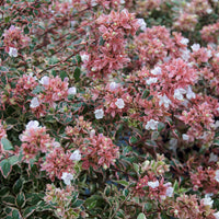 Abelia grandiflora Magic Daydream ® - Abélia à grandes fleurs Magic Daydream® - Abélia