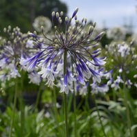 Agapanthe Fireworks - Bakker