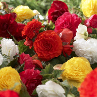 Bégonia Nonstop® Mocca - Begonia tuberhybrida Nonstop® Mocca - Bakker