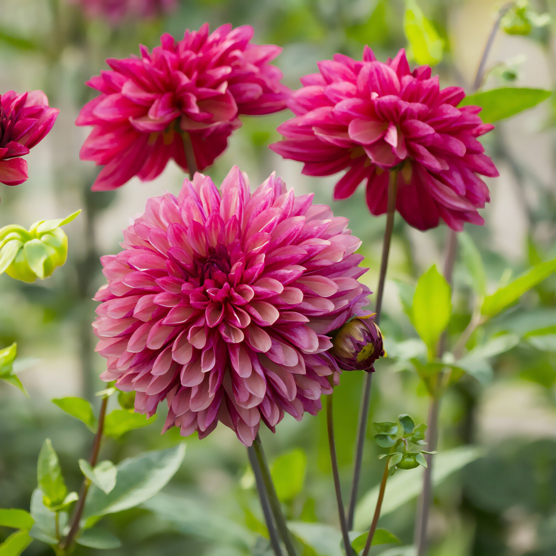 3 Dahlias décoratifs Bacardi - Dahlia Bacardi - Bakker