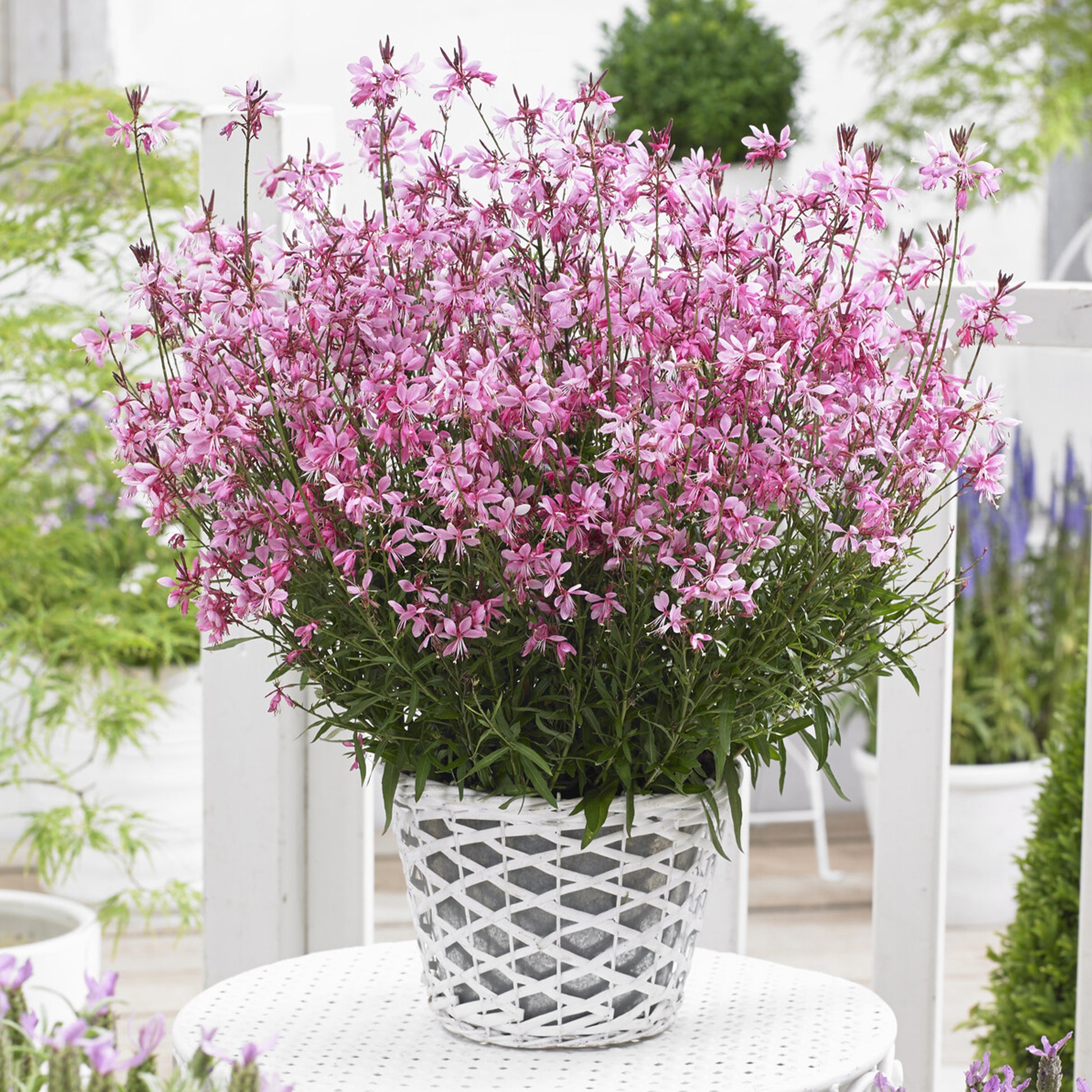 Gaura Baby Butterfly Dark Pink - Bakker