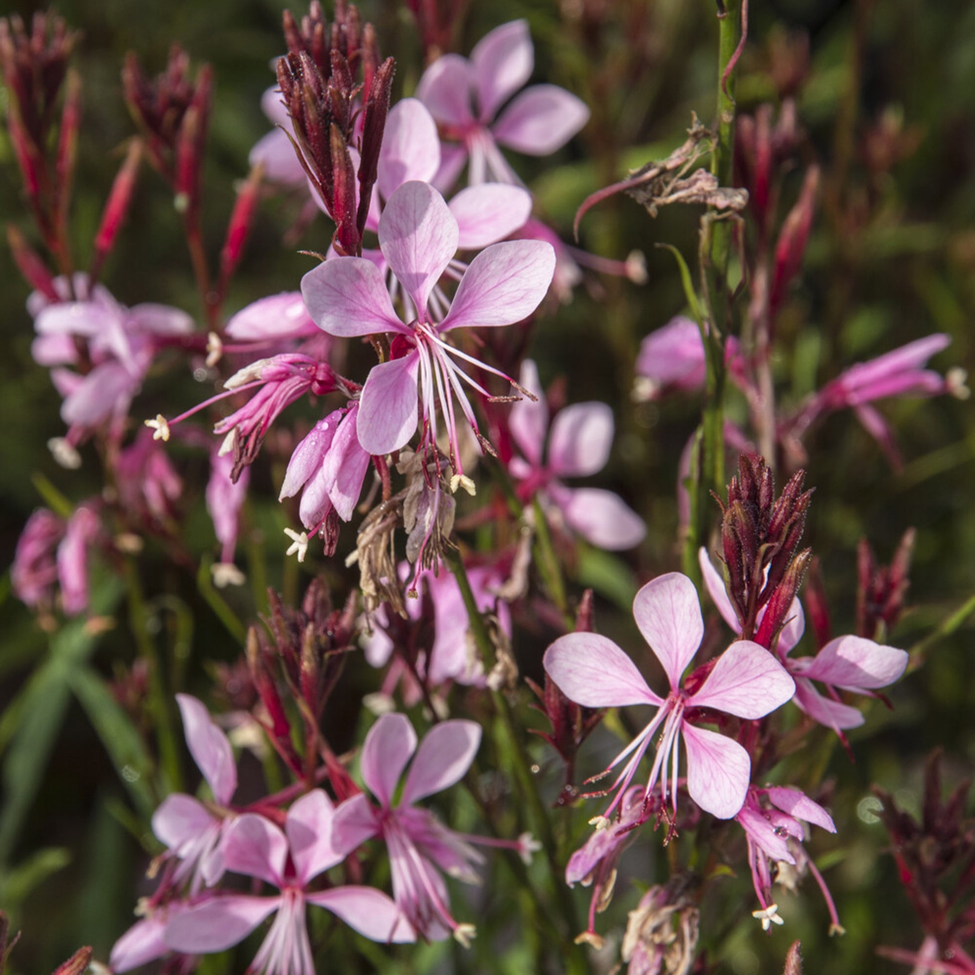 Gaura Baby Butterfly Dark Pink - Gaura lindheimeri Baby Butterfly Dark Pink - Bakker