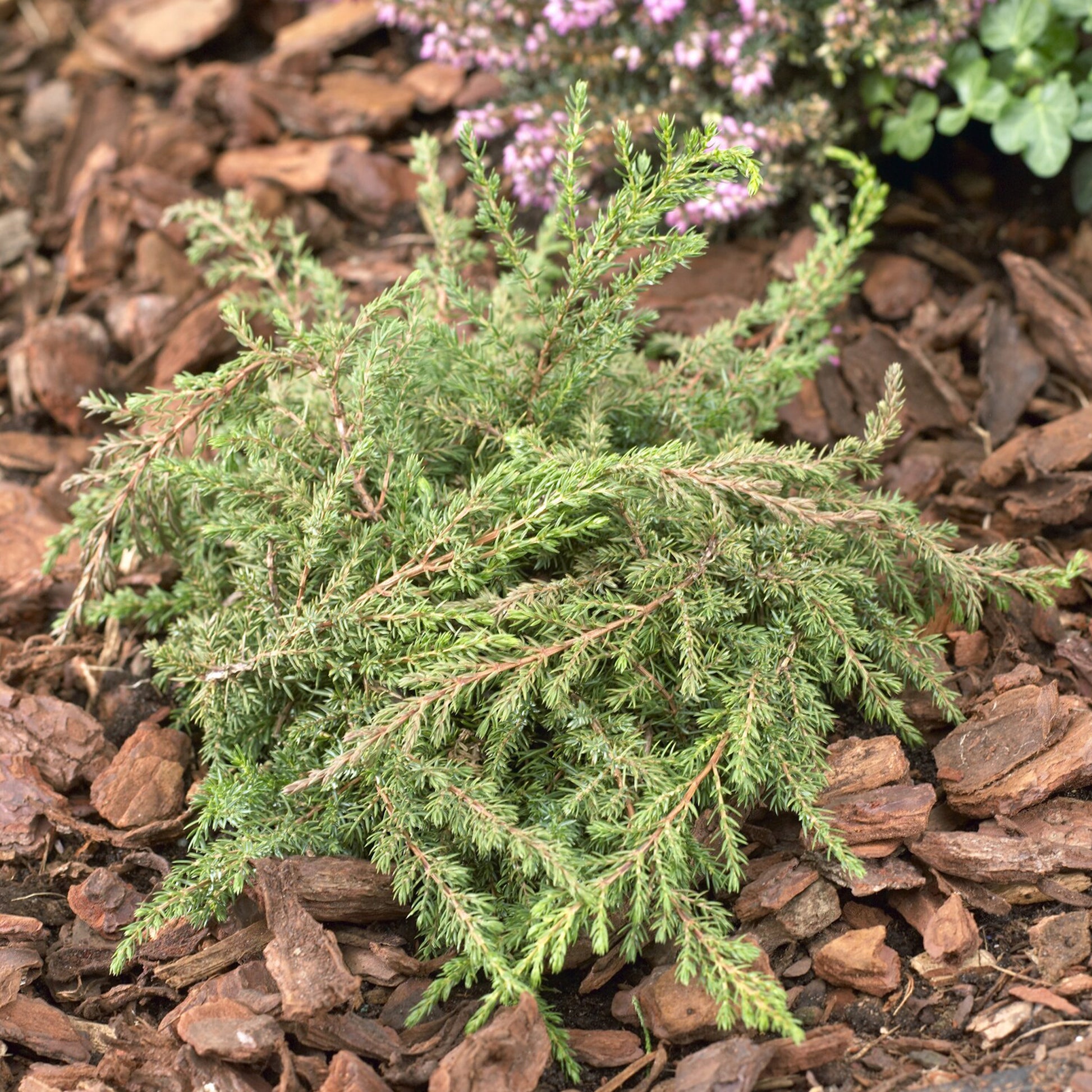 Genévrier commun Green Carpet - Bakker